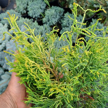 тсатсуми голд